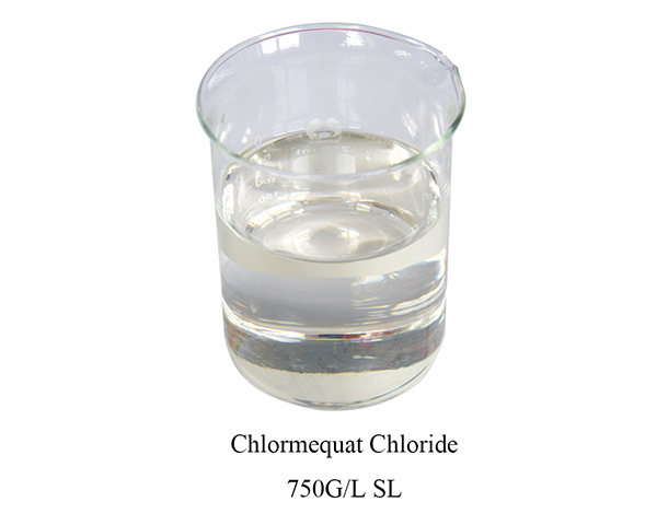 Chlormequat chloride (CCC)