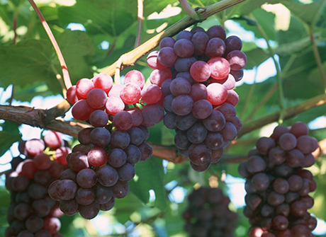 How to improve color on grapes